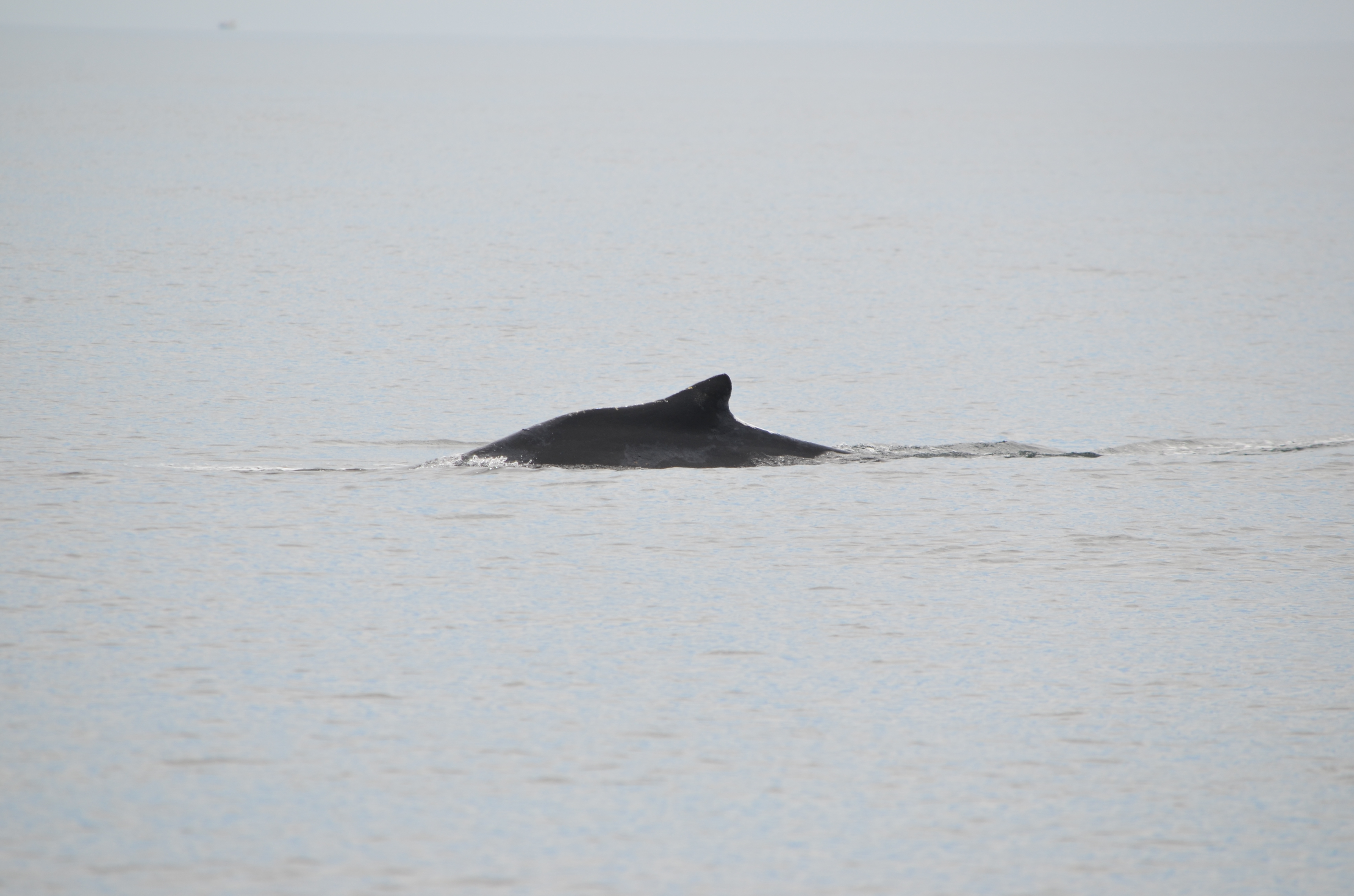 photos/wildlife/Mammal_Species/Humpback Whale/DSC_0029.JPG